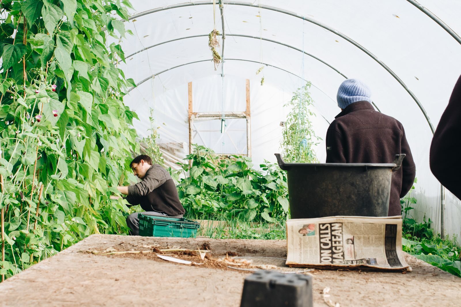 Workers tending plants inside a greenhouse